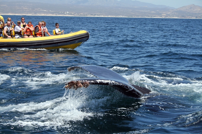 i travel puerto vallarta