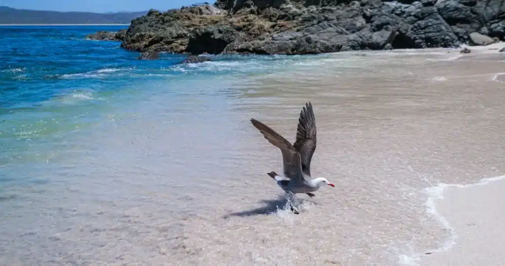 punta perula jalisco