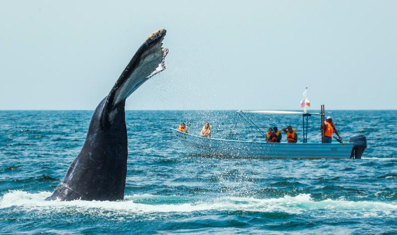 i travel puerto vallarta