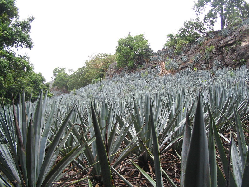 tequila jalisco